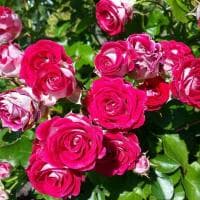 Роза Шёне Кобленцерин фото