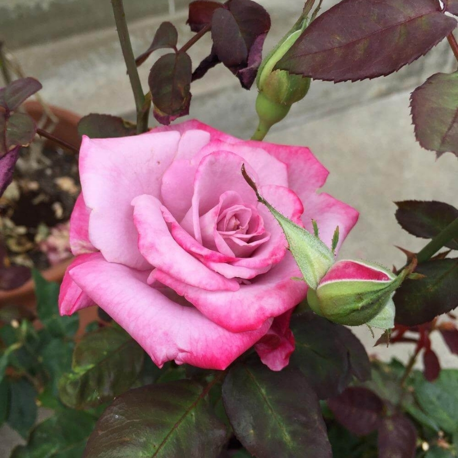 Роза Парадайз - Dolina-Sad.Ru