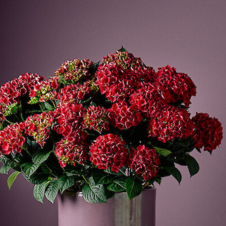 Гортензия крупнолистная Рана - Dolina-Sad.Ru