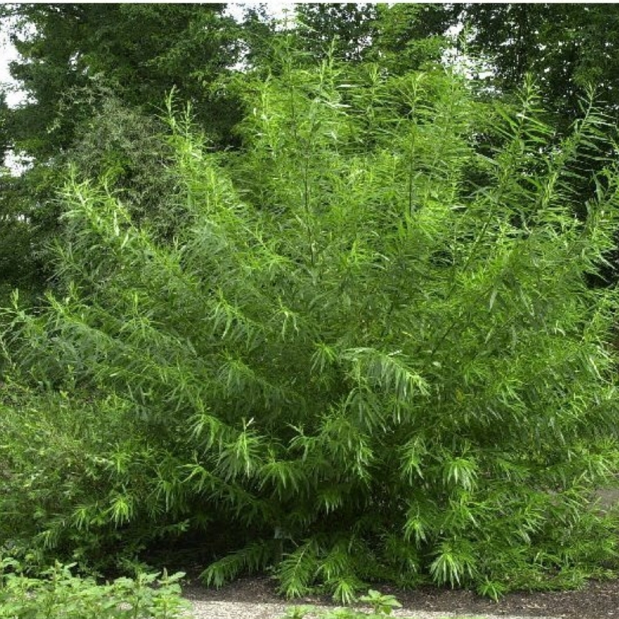 Ива прутовидная, С3 - Dolina-Sad.Ru