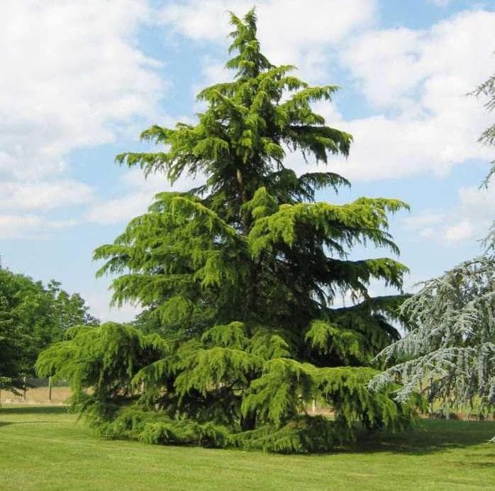 Кедр гималайский Кедр гималайский фото