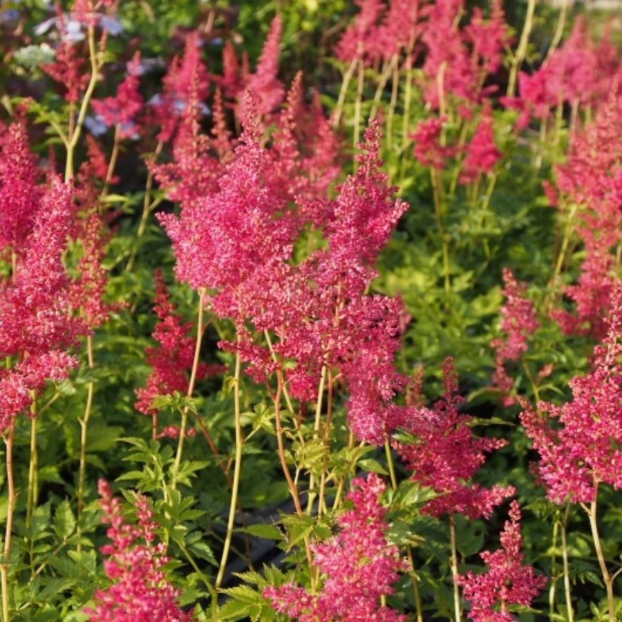 Астильба японская Кобленз Астильба японская Кобленз - Dolina-Sad.Ru