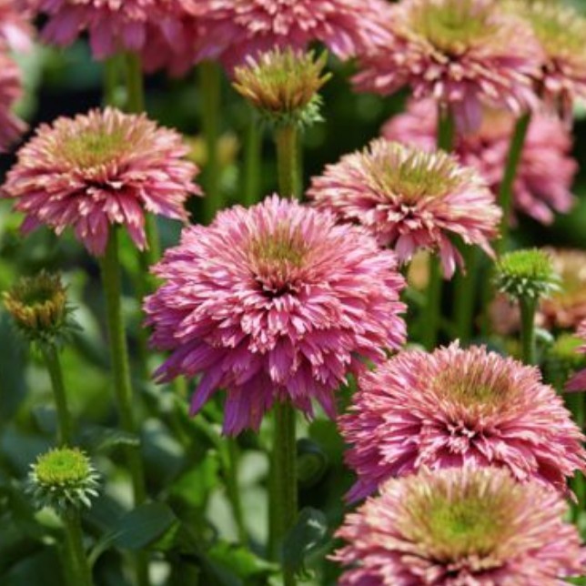 Эхинацея Пинк Бон Бон фото