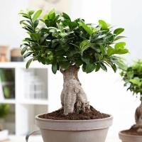 Фикус Гинсенг фото