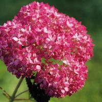 Гортензия древовидная Инвинсибелль Гортензия древовидная Инвинсибелль фото