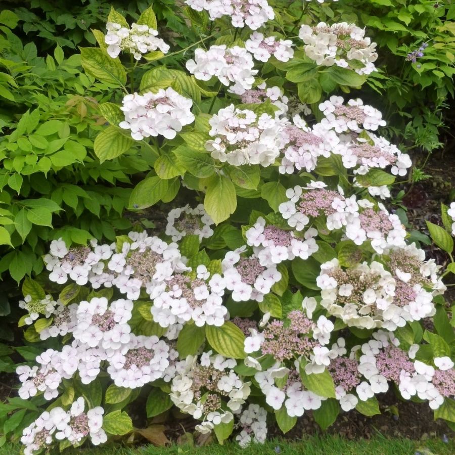 Гортензия крупнолистная Ланарт Уайт, С2 - Dolina-Sad.Ru