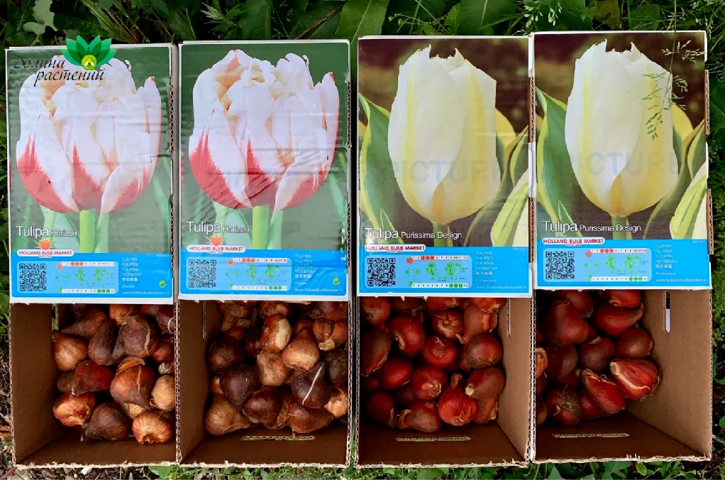 Луковицы цветов и многолетники из Голландии с доставкой по России