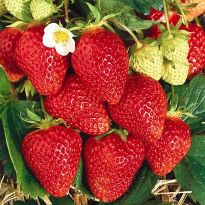 Комплект саженцев клубники Корона Комплект саженцев клубники Корона - Dolina-Sad.Ru