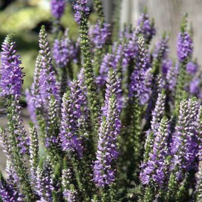 Вероника колосковая Блю Эксплоужен Вероника колосковая Блю Эксплоужен - Dolina-Sad.Ru