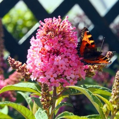 Буддлея Давида Баттерфляй Канди Литл Пинк Буддлея Давида Баттерфляй Канди Литл Пинк - Dolina-Sad.Ru