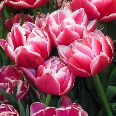 Тюльпан Коламбус Тюльпан Коламбус фото