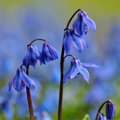 Сцилла сибирская Спринг Бьюти Сцилла сибирская Спринг Бьюти - Dolina-Sad.Ru