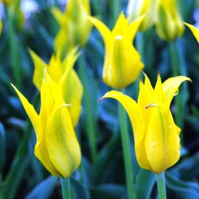 Тюльпан Дэнсинг Шоу Тюльпан Дэнсинг Шоу фото