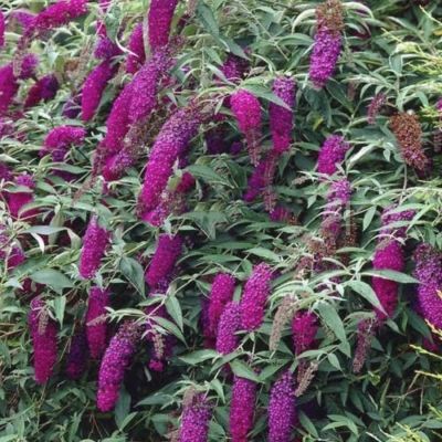 Буддлея Давида Арлекин Буддлея Давида Арлекин - Dolina-Sad.Ru