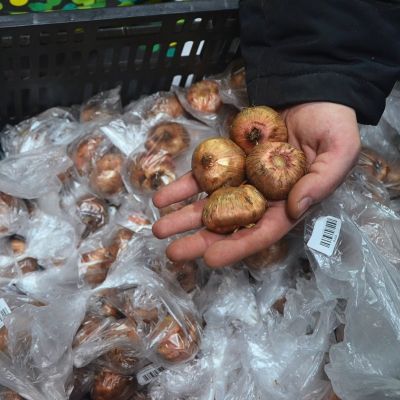 Гладиолус Сноуи Раффл Гладиолус Сноуи Раффл фото