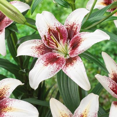 Лилия Изи Спот Лилия Изи Спот - Dolina-Sad.Ru