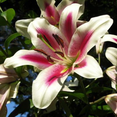 Лилия Алтари фото