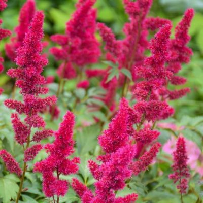 Астильба Юник Руби-Ред Астильба Юник Руби-Ред фото