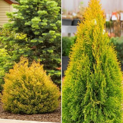 Комплект западных туй Голден Комплект западных туй Голден - Dolina-Sad.Ru