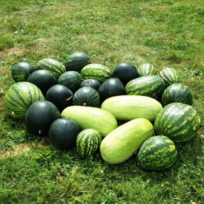 Арбуз Карнавал, смесь фото