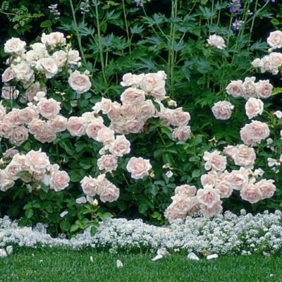 Роза Баллада Роза Баллада - Dolina-Sad.Ru