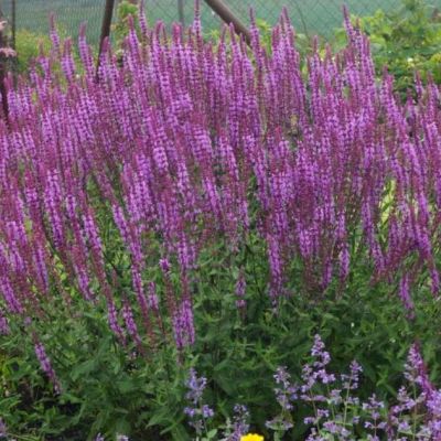 Шалфей дубравный Аметист , P9 Шалфей дубравный Аметист , P9 фото