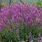 Шалфей дубравный Аметист , P9 Шалфей дубравный Аметист , P9 фото