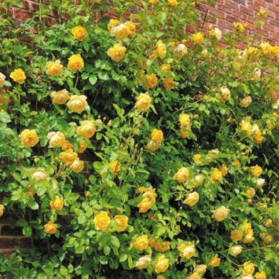 Роза Голден Клаймбер Роза Голден Клаймбер - Dolina-Sad.Ru