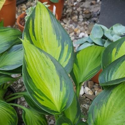 Хоста Аиша Хоста Аиша - Dolina-Sad.Ru