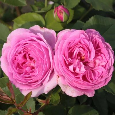 Роза Луис Одьер Роза Луис Одьер - Dolina-Sad.Ru