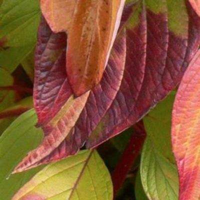 Дерен белый Неон Берст, С3 Дерен белый Неон Берст, С3 - Dolina-Sad.Ru