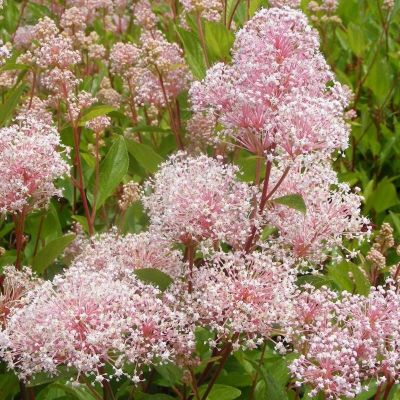 Цеанотус бледный "Жемчужная роза" Цеанотус бледный "Жемчужная роза" - Dolina-Sad.Ru