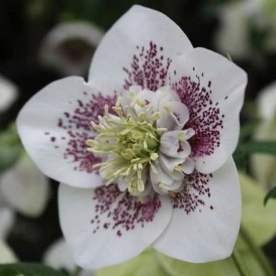 Морозник Вайт Споттед - Dolina-Sad.Ru