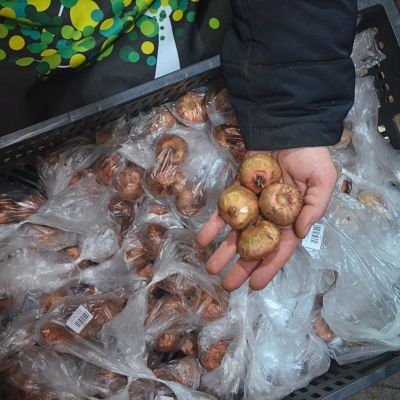 Гладиолус Киров Гладиолус Киров фото