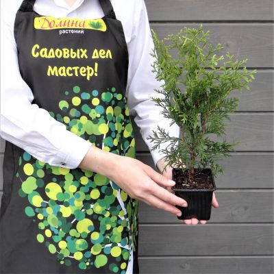 Туя западная Кинг оф Брабант Туя западная Кинг оф Брабант фото