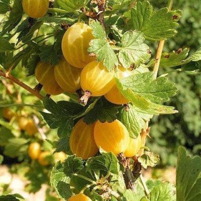 Крыжовник Куршу Дзинтарс Крыжовник Куршу Дзинтарс фото