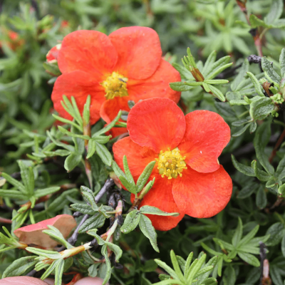 Лапчатка кустарниковая Ред Робин фото