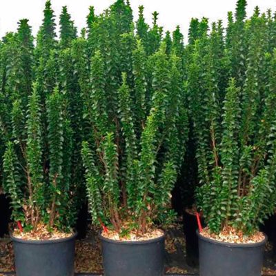 Бересклет японский Бенкомасаки Бересклет японский Бенкомасаки - Dolina-Sad.Ru