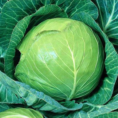 Капуста белокочанная Сахарный хруст Капуста белокочанная Сахарный хруст фото