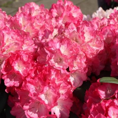 Рододендрон Фантастика Рододендрон Фантастика фото