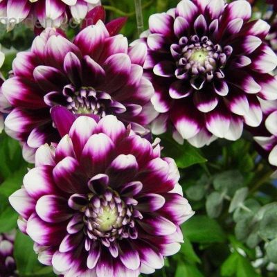 Георгина Райн Си Георгина Райн Си - Dolina-Sad.Ru