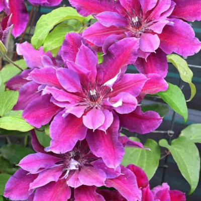 Клематис Май Бьюти Клематис Май Бьюти - Dolina-Sad.Ru