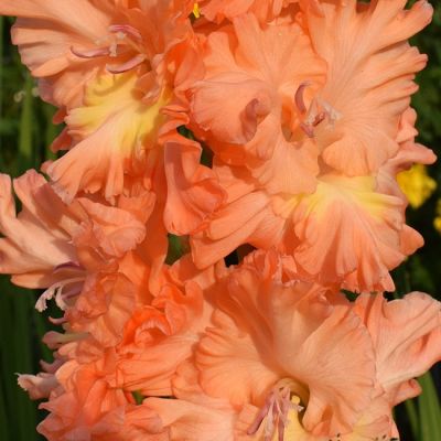 Гладиолус Искушение Гладиолус Искушение - Dolina-Sad.Ru