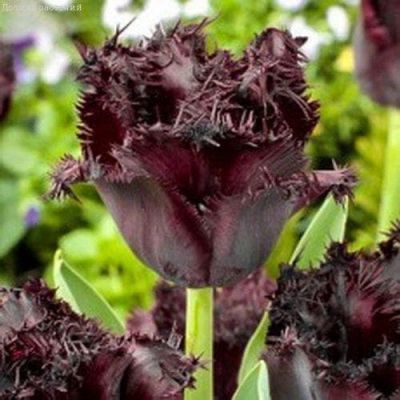 Тюльпан Винсент Ван Гог Тюльпан Винсент Ван Гог фото