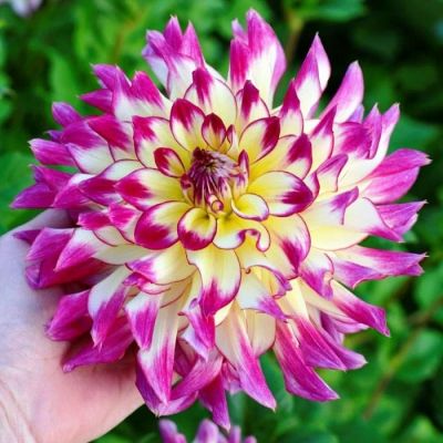 Георгина Зои Рей Георгина Зои Рей фото