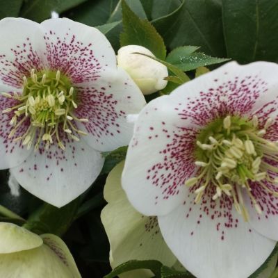 Морозник Вайт Споттед - Dolina-Sad.Ru