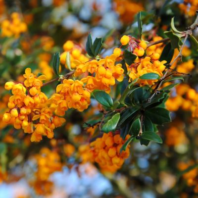 Барбарис Дарвина Компакта Барбарис Дарвина Компакта - Dolina-Sad.Ru