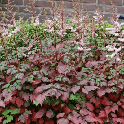 Астильба Колор Флэш Астильба Колор Флэш фото