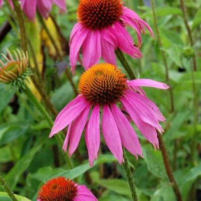 Эхинацея Пурпур-Кимс за 1 копейку Эхинацея Пурпур-Кимс за 1 копейку фото