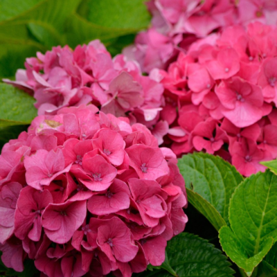 Гортензия крупнолистная Стайл Пинк фото